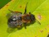 Andrena bicolor
